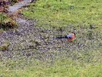 GimpeErlenzeisigl103.webp