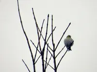 Erlenzeisig076.webp