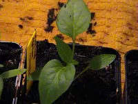 DSC00004.webp