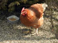 Huhn041.webp