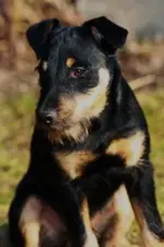Branko 07.03 (5) [320x200].webp