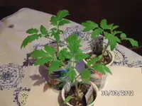 BILD0110.webp