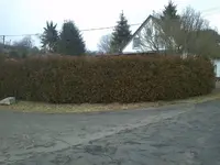 hecke.webp