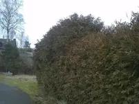 hecke2.webp
