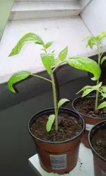 20120308_093037.webp
