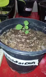 20120308_093225.webp