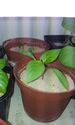 20120308_093334.webp