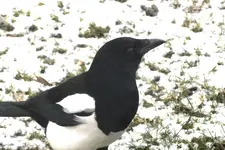 2012_0308 elster c.webp