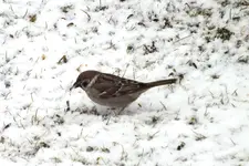 2012_0308sperling ..webp