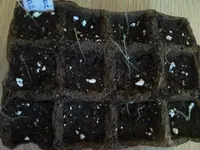 Eissalat 9.3._1komp.webp