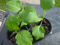 Botanik 011.webp