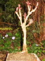 IMG_5595.webp