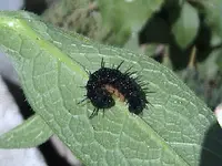 Gartenraupe2.webp