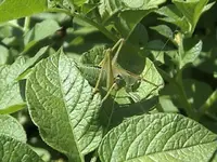 Gartenschreck1.webp