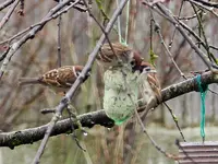 Spatz031.webp
