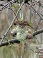 Spatz034.webp
