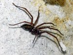 Spinne065.JPG