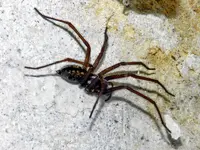 Spinne065.webp