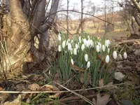 Schneeglöckchen.webp