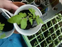 CIMG2506.webp