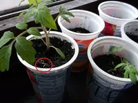 DSCF5060.webp