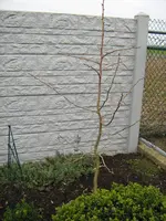 Bonsai_Ginko_IMG_4197.webp