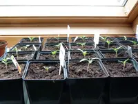 P1020200.webp