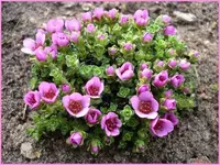 SUCHE Krustensteinbrech foto mein schöner garten.webp