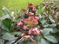 CIMG7043.webp