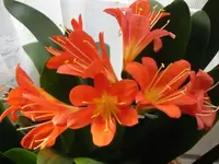 035.webp