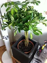 webIMG_3921.webp