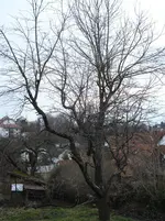 DSC03524.webp