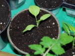 DSC_3577 Mini-Aubergine.JPG