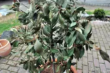 16.webp