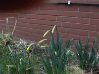 HPIM7323.webp