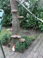 HPIM7316.webp