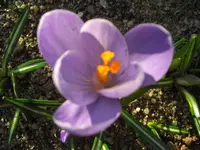 CIMG8942.webp