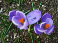 CIMG8940.webp