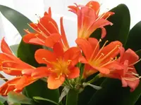 037.webp