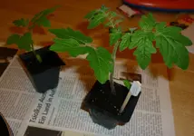MexHT_13032012.webp