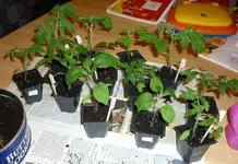 Vereinzelung_13032012.webp