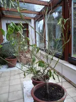 Buchshecke und Zitronenbäume 007.webp