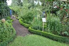 Buchs.webp