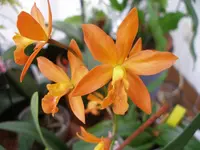 Cattleya.webp