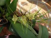 Brassia Rex-1.webp