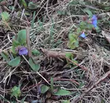 DSC02527 - 2012-03-14 - lungenkraut.webp