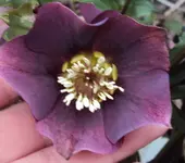 DSC02522 - 2012-03-14 - helleborus violett.webp