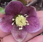 DSC02521 - 2012-03-14 - helleborus rosaviolett.webp