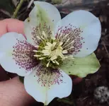 DSC02520 - 2012-03-14 - helleborus.webp