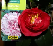 DSC00714.webp